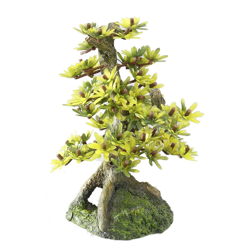 Bonsai Medio Sort B