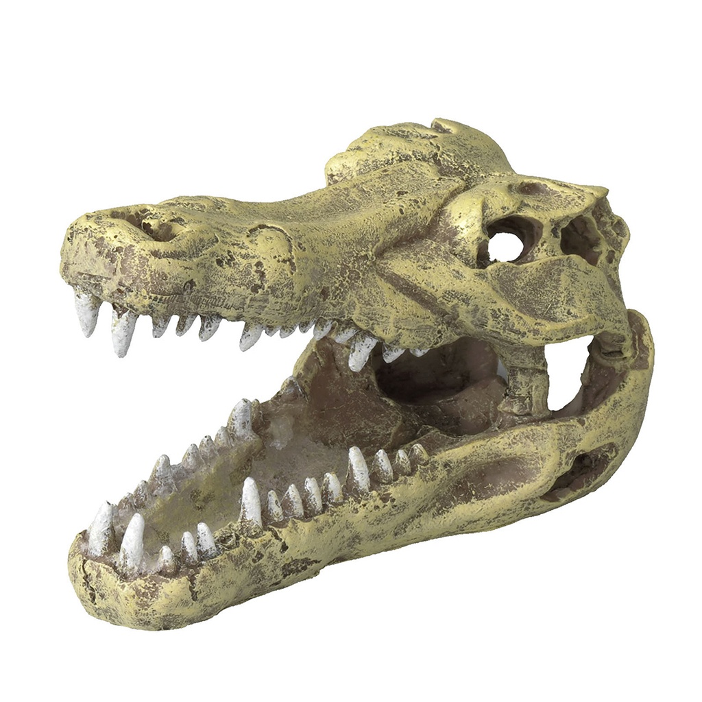 Crocodile head