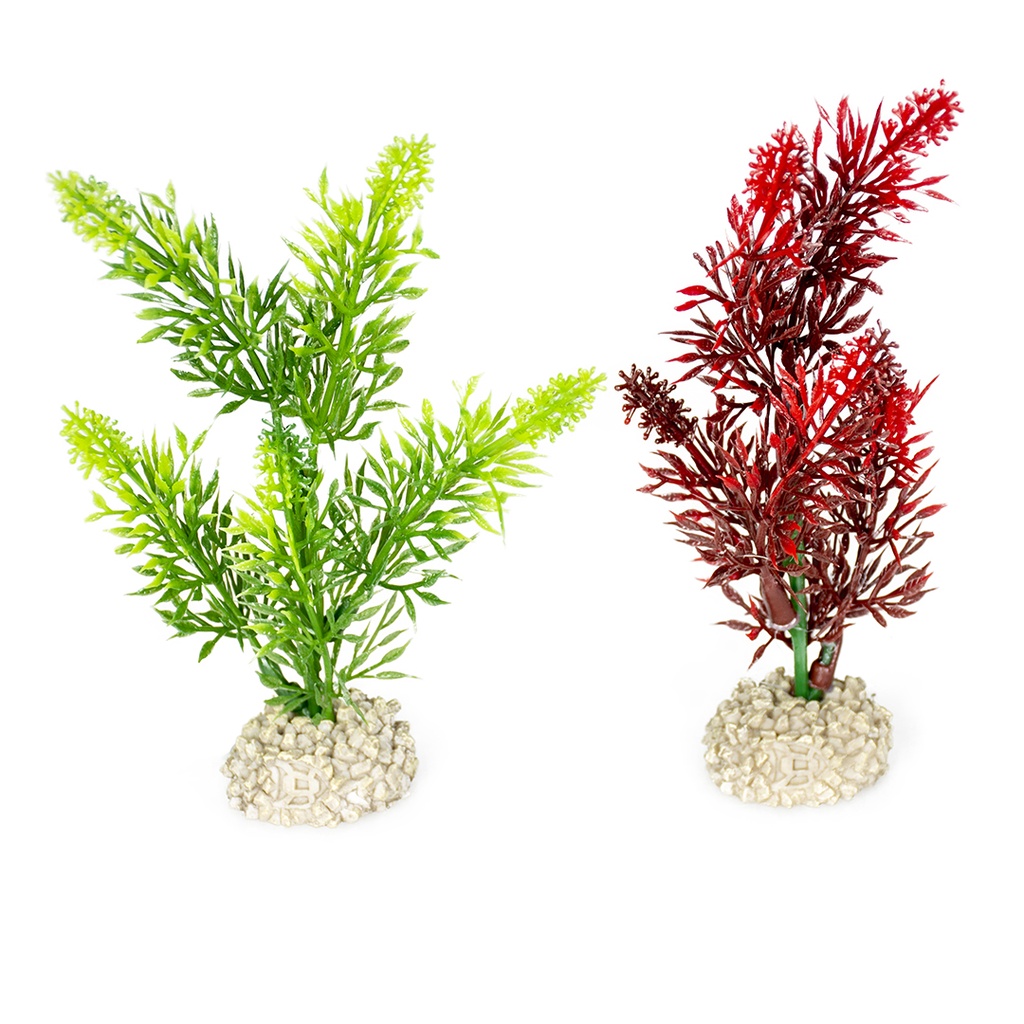 Plant elodea densa