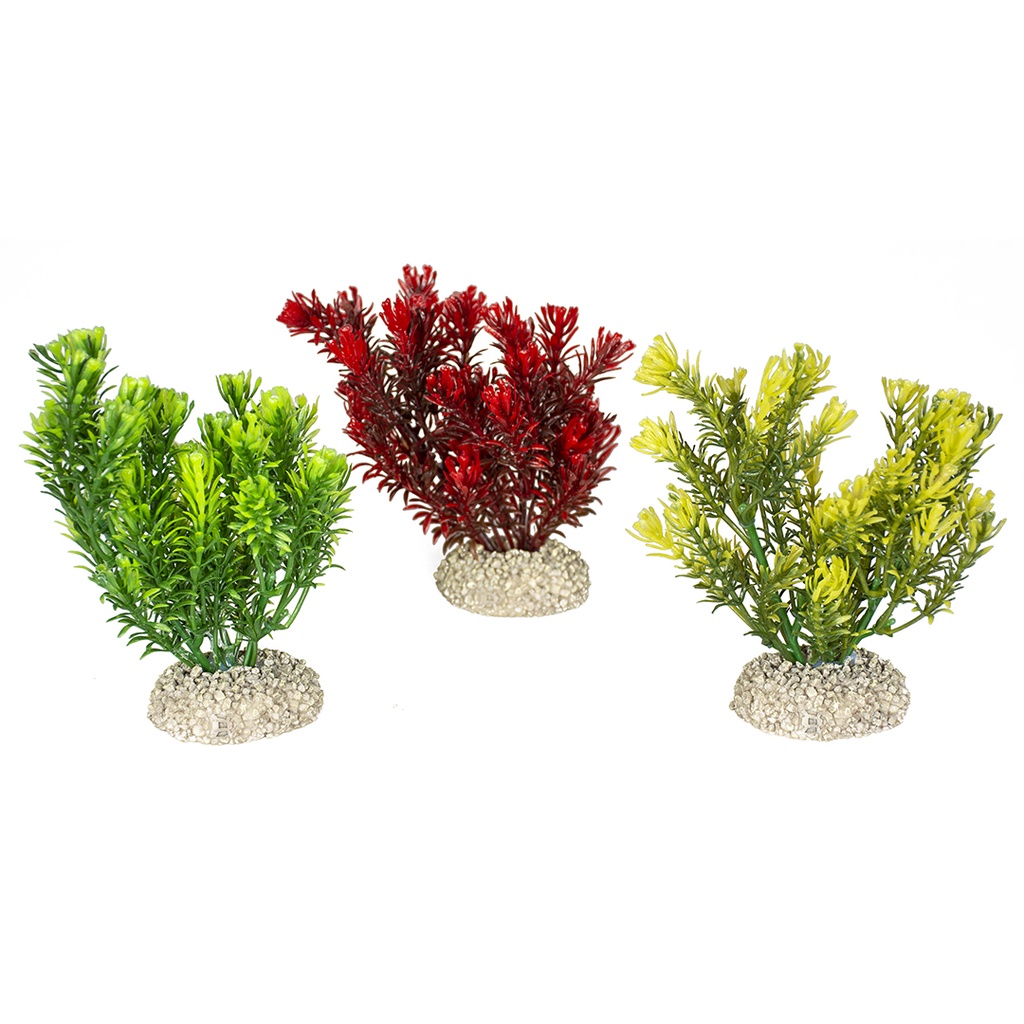 Plant canadensis