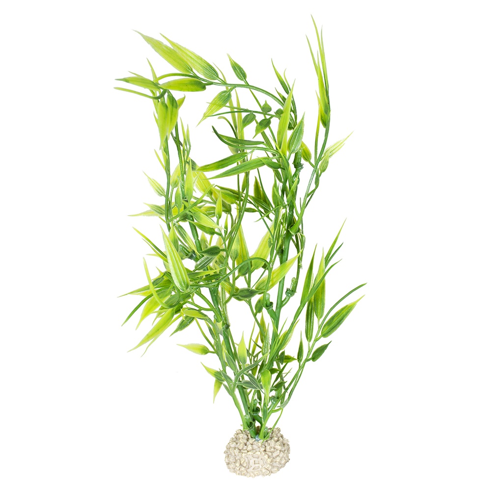 Plant bamboo