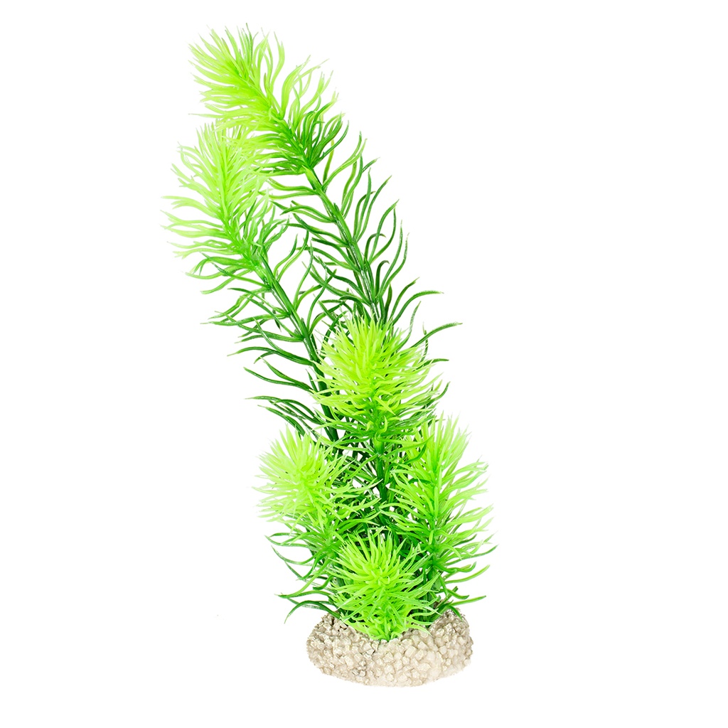 Plant hornwort