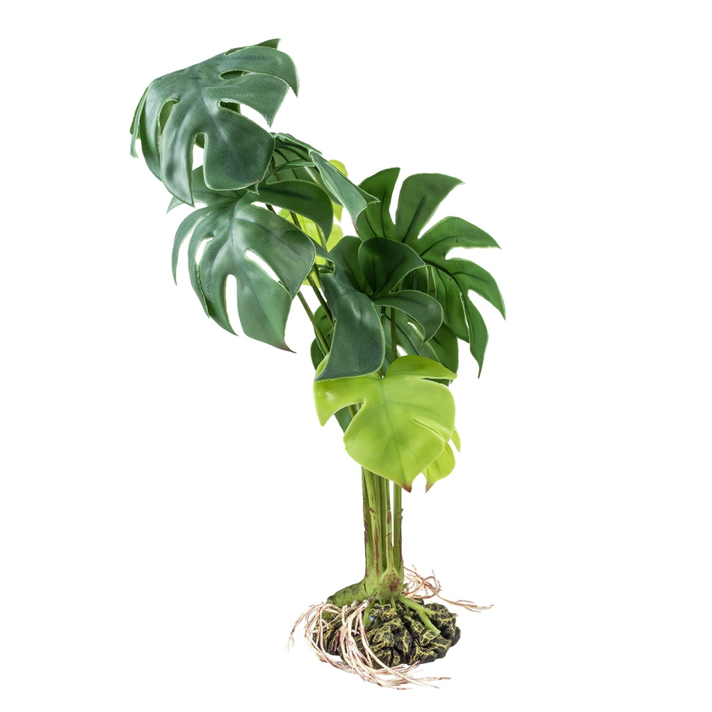 Monstera