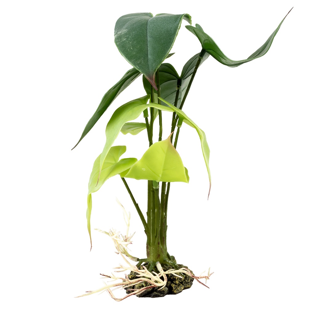Alocasia