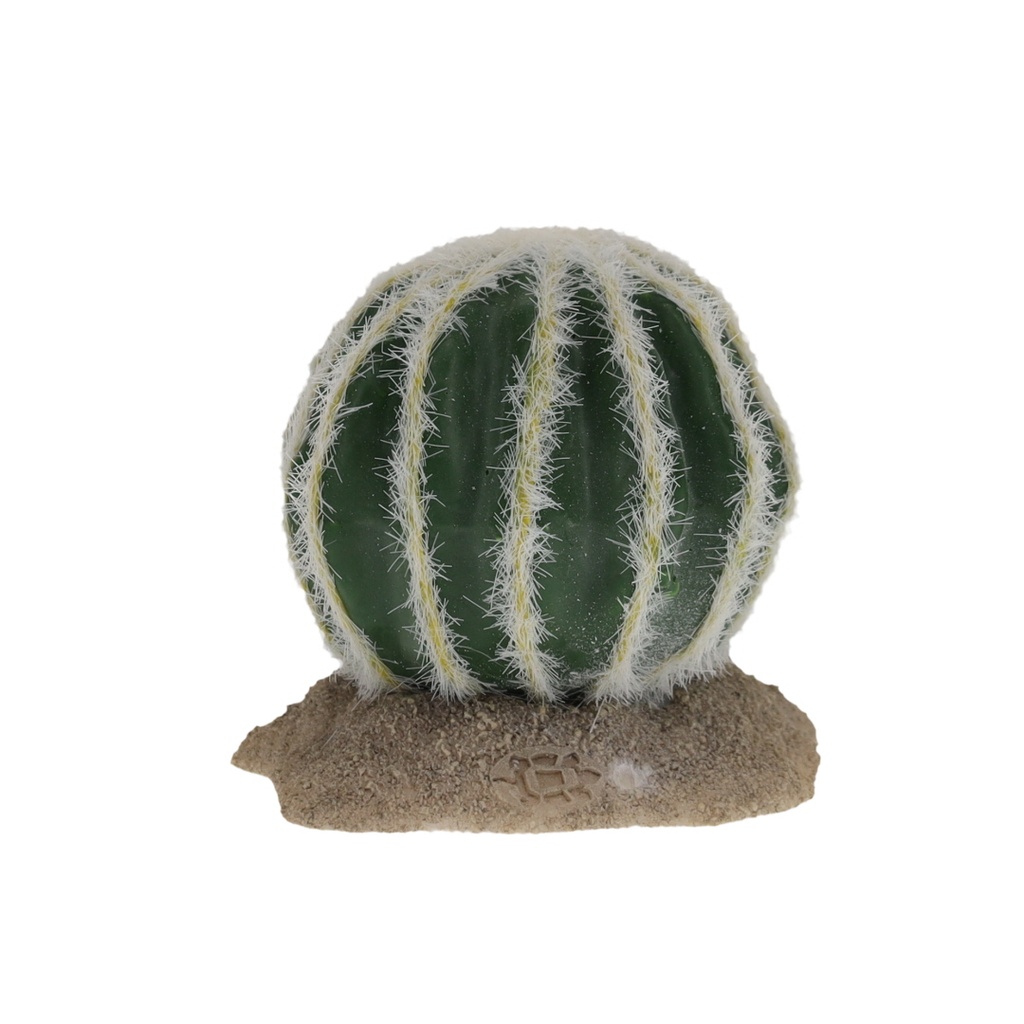 Echinocactus