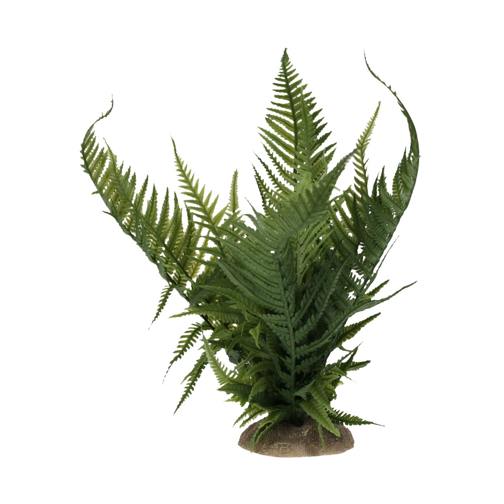 Fern