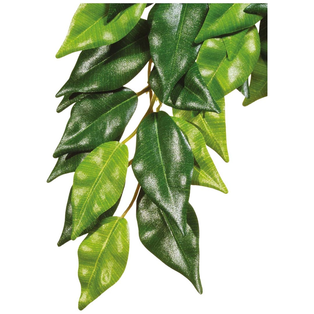 EX ficus