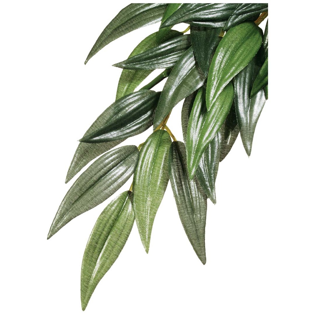 EX Ruscus
