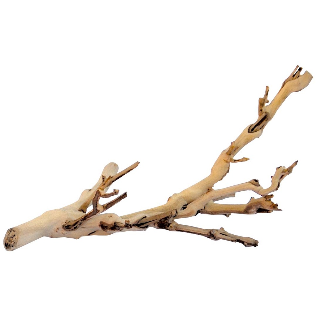EX Forest Branch