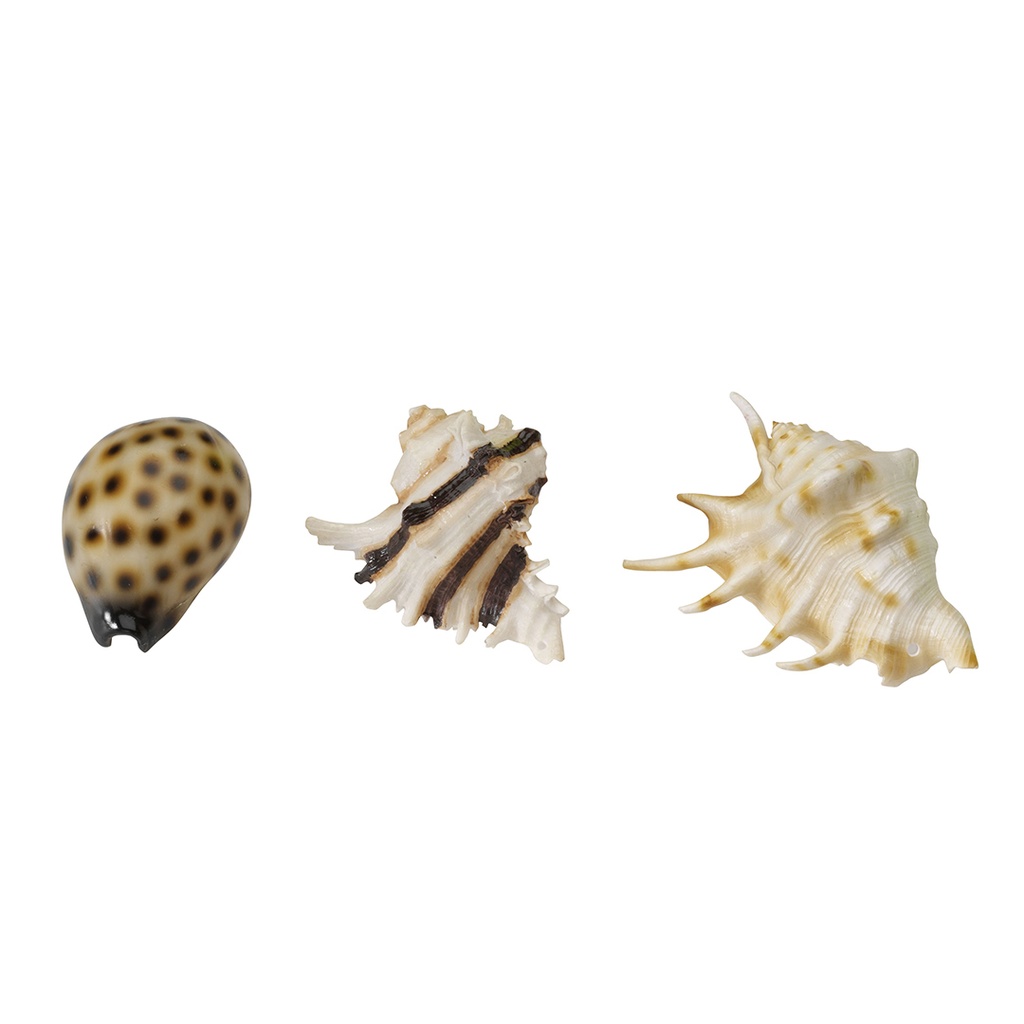 Sea Shell Mix