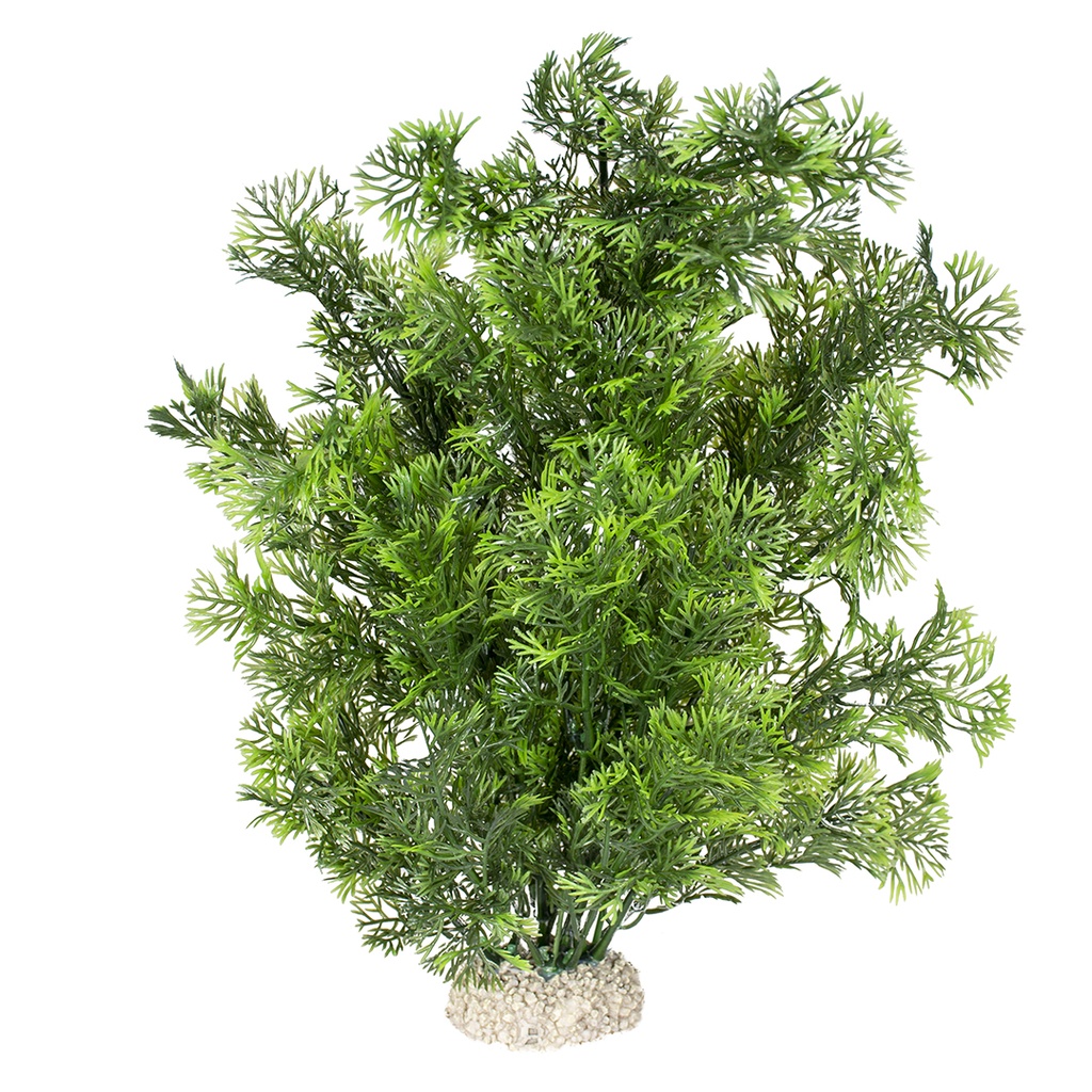 Plante phoenix