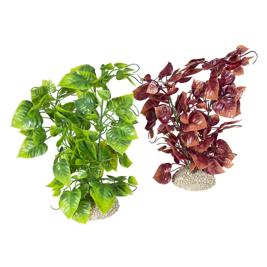 Plant Anubias Nana