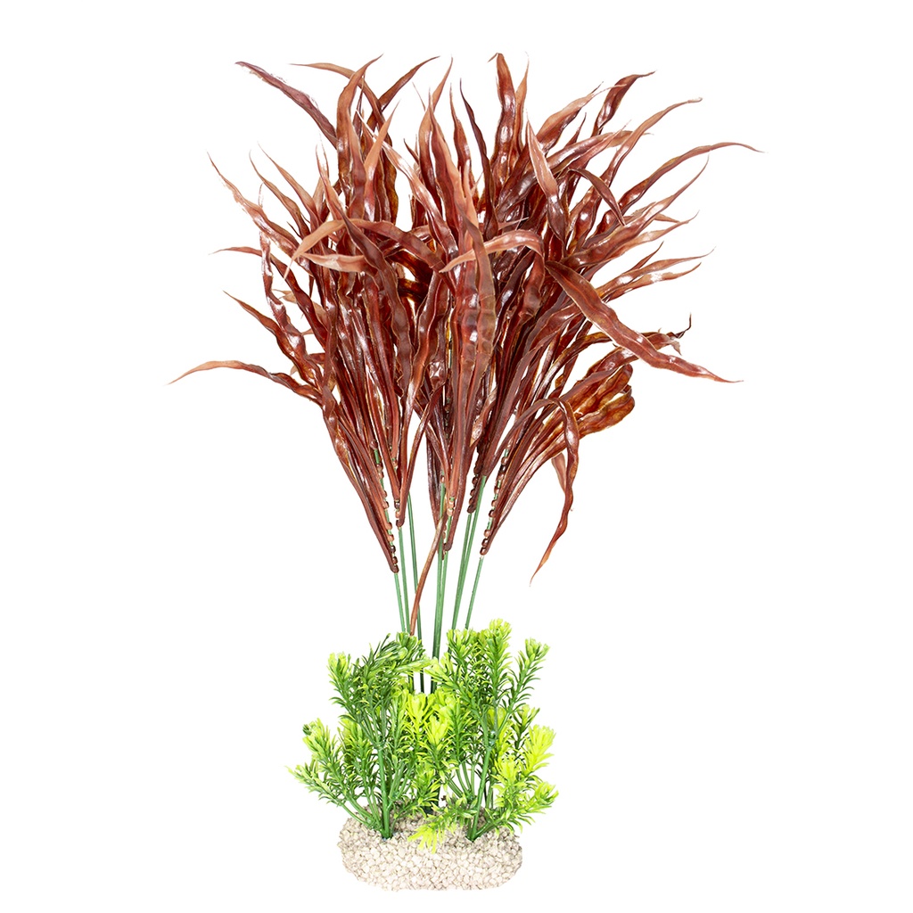 Plant java fern