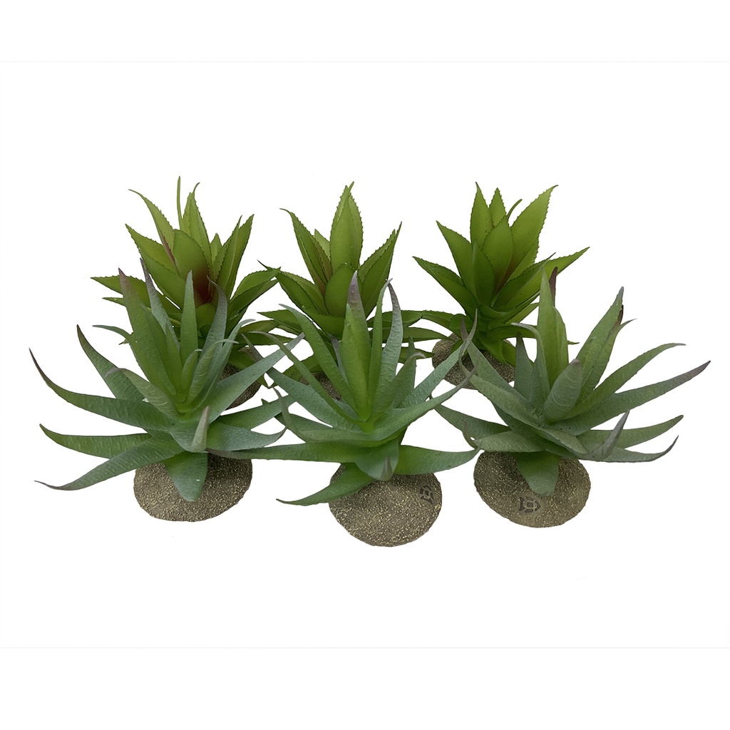 Aloe