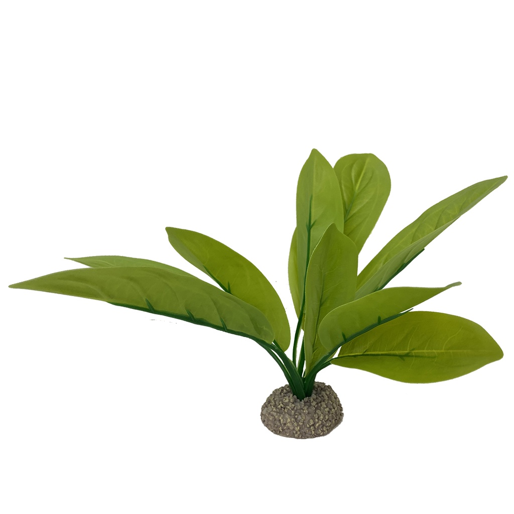 Echinodorus 3