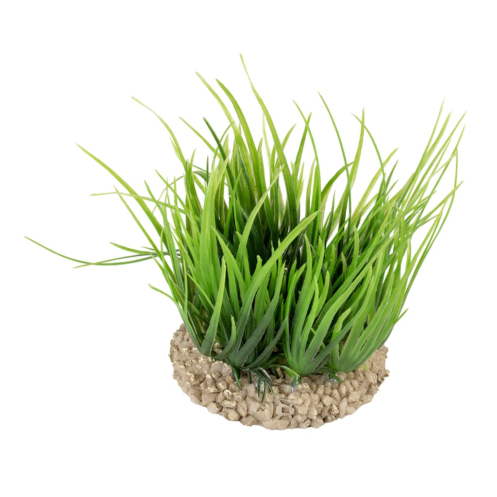 Helanthium