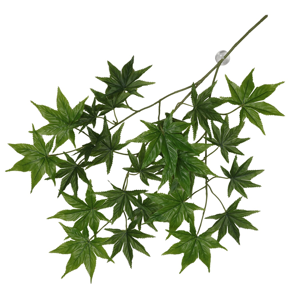 Hangende plant Cannabis