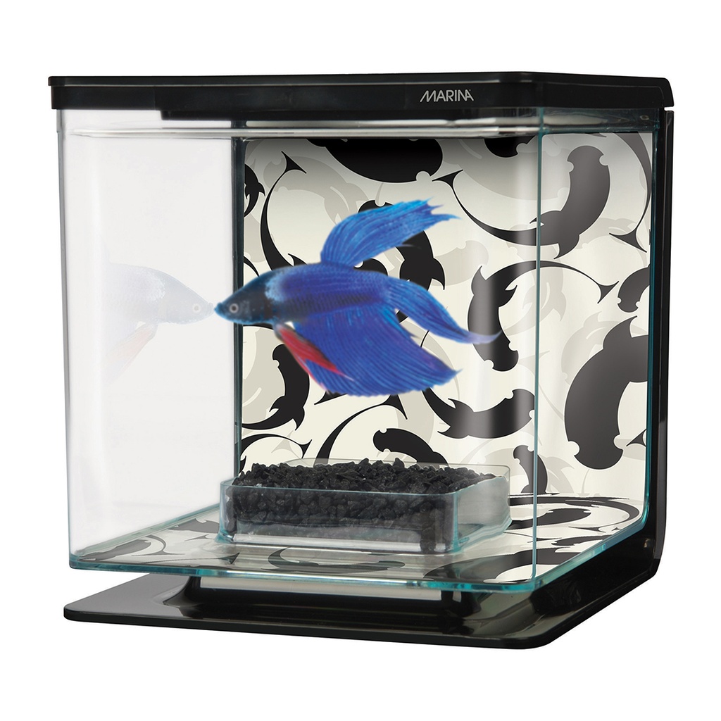 Betta kit ying yang
