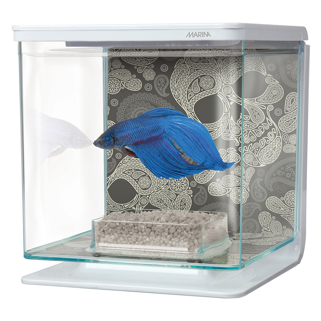 Betta kit skull