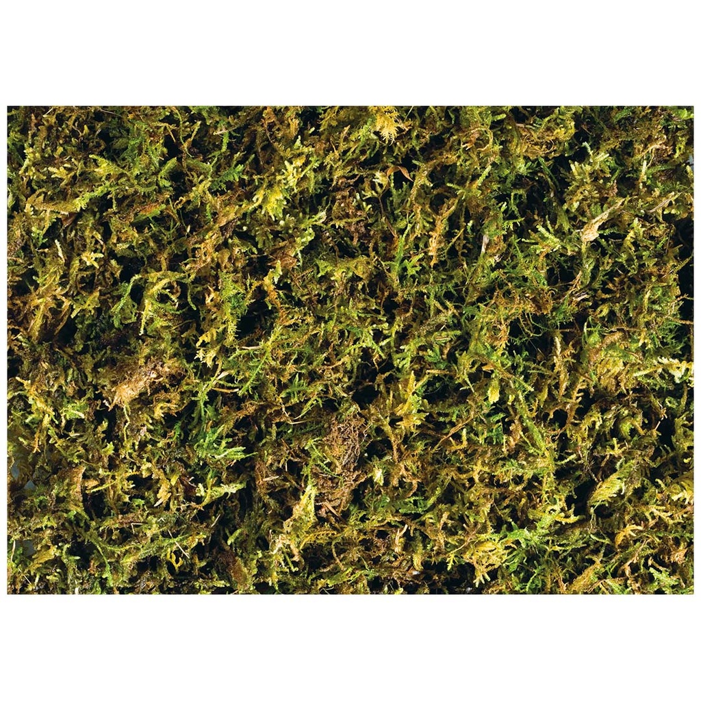 EX Forest Moss Trop. Terrariensubstrat 2-Pack