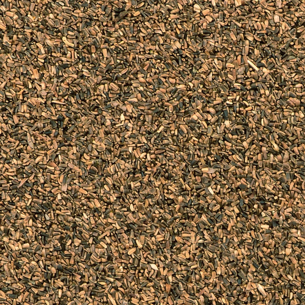 Chicory seed