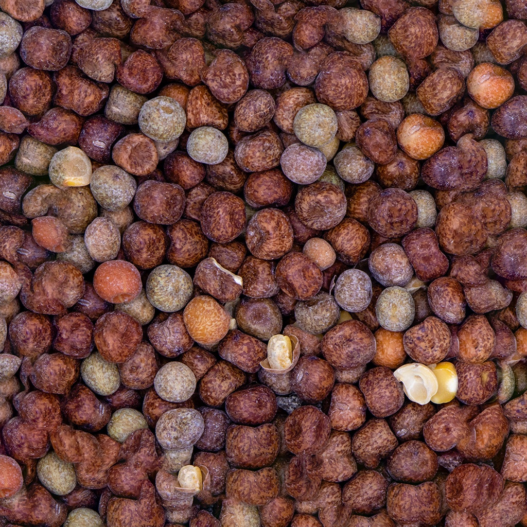 Erwten engelse maple peas duvo