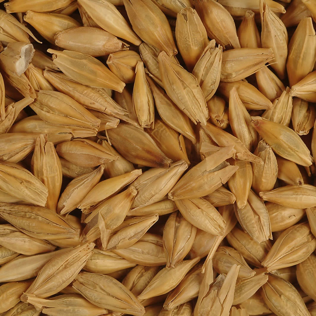 Gerste Für Tauben EXtra P30
