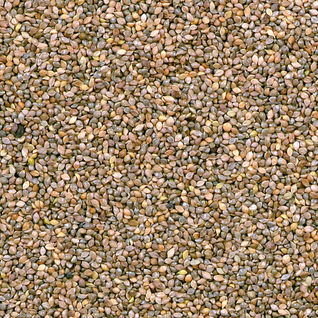 Millet japans duvo