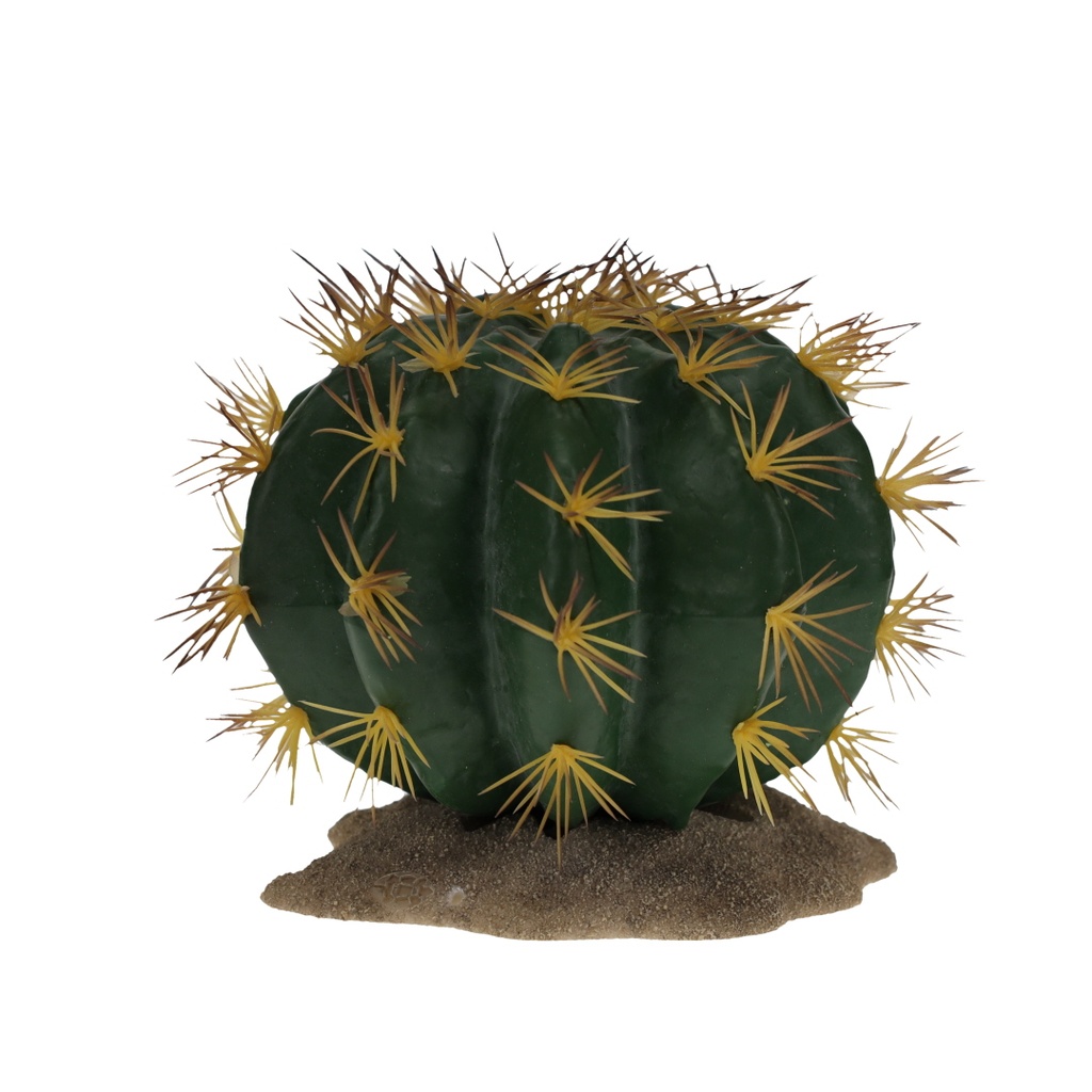 Echinocactus 1