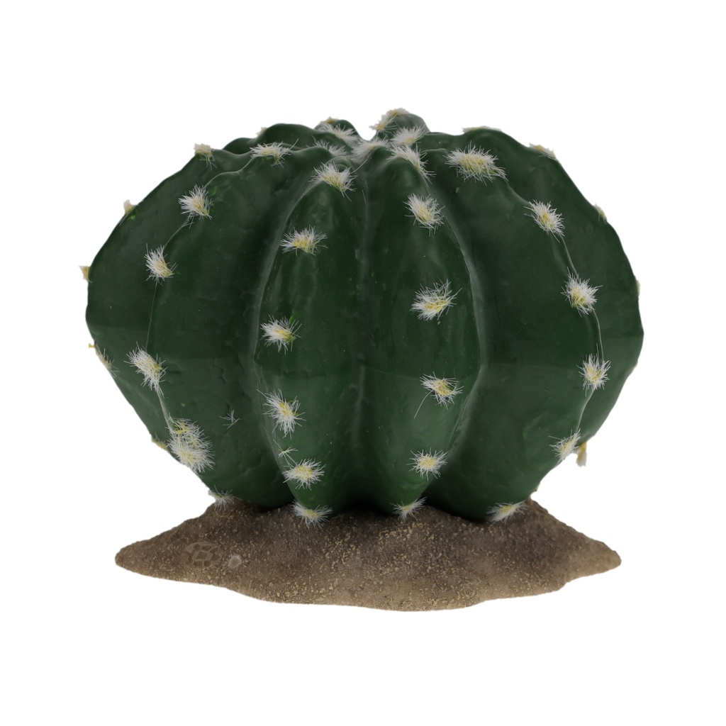 Echinocactus 2