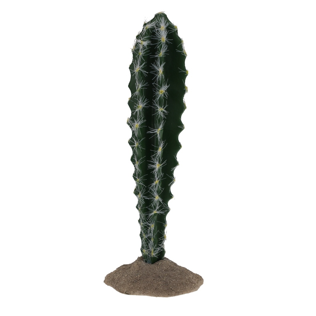 Cactus columnar 1