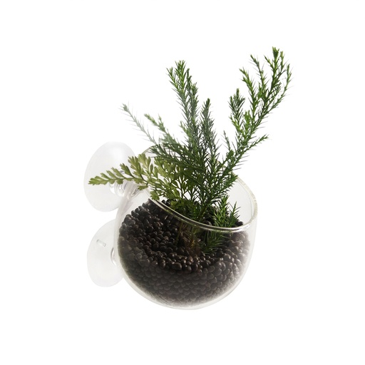 [209/467961] Plant cup glas [transparant (Transparant)]