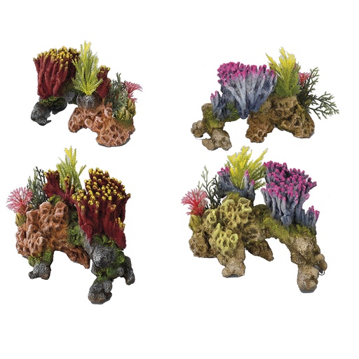 [234/411841] Coralset medio