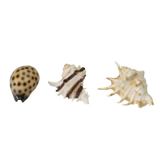 [234/418932] Sea Shell Mix