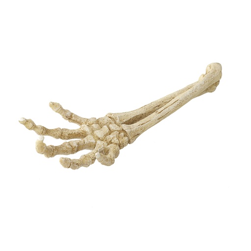 [234/422120] Skelet Hand