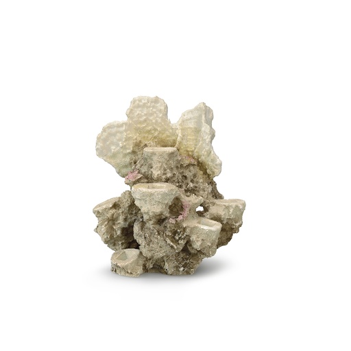 [234/426111] Coral reef