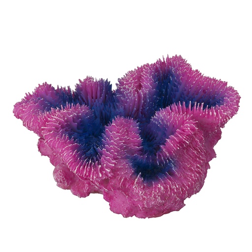 [234/431351] Coraal symphylia [violet (Violet)]