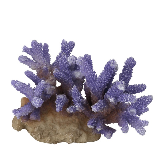 [234/431368] Coraal acropora [violet (Violet)]