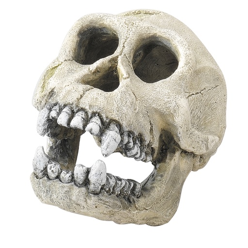 [236/104316] Chimpanzee