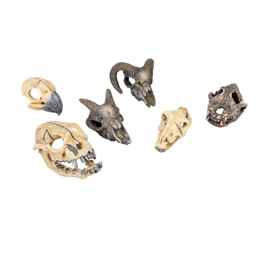 [236/237878] Skullmini assorted