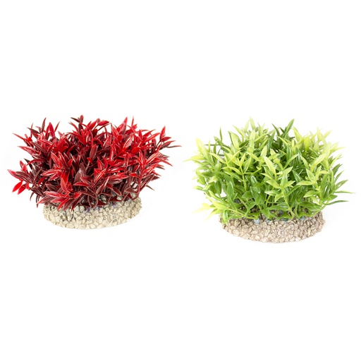 [242/457771] Pflanze Miracle Moss [gemischte farben (Multi)]