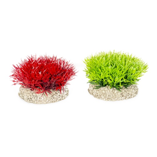 [242/457801] Pflanze Crystalwort Moss [gemischte farben (Multi)]