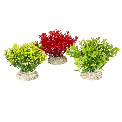 [242/458082] Plant glosso [mixed colors (Multi)]