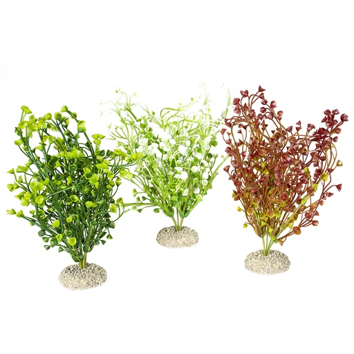 [242/458167] Pflanze Bacopa [gemischte farben (Multi)]
