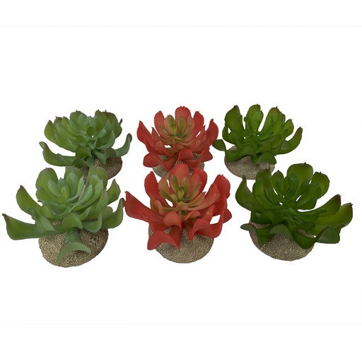 [242/465844] Echeveria 1 [gemischte farben (Multi)]