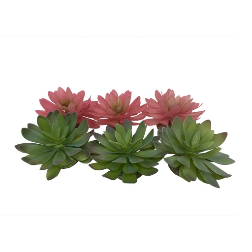 [242/465851] Echeveria 2 [mixed colors (Multi)]
