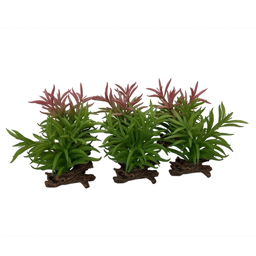 [242/465868] Crassula [gemischte farben (Multi)]