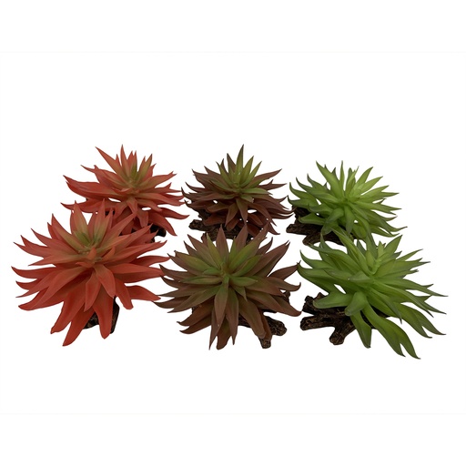 [242/465882] Sedum [gemischte farben (Multi)]