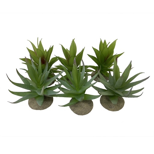 [242/465899] Aloe [mixed colors (Multi)]