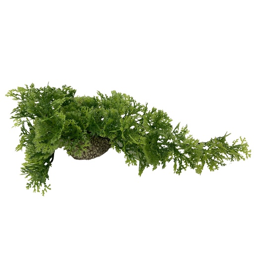 [242/468234] Hanging moss [mixed colors (Multi)]